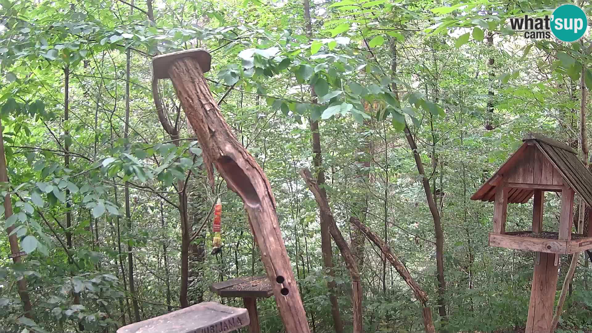 Bird feeders at ZOO Ljubljana webcam