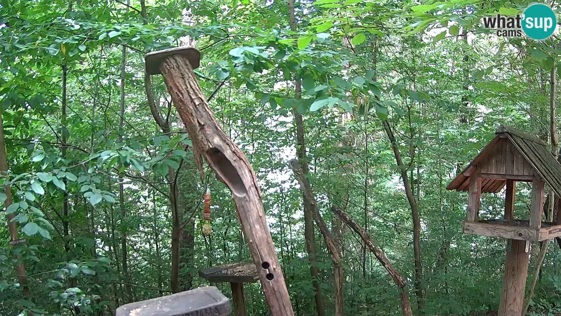 Bird feeders at ZOO Ljubljana webcam