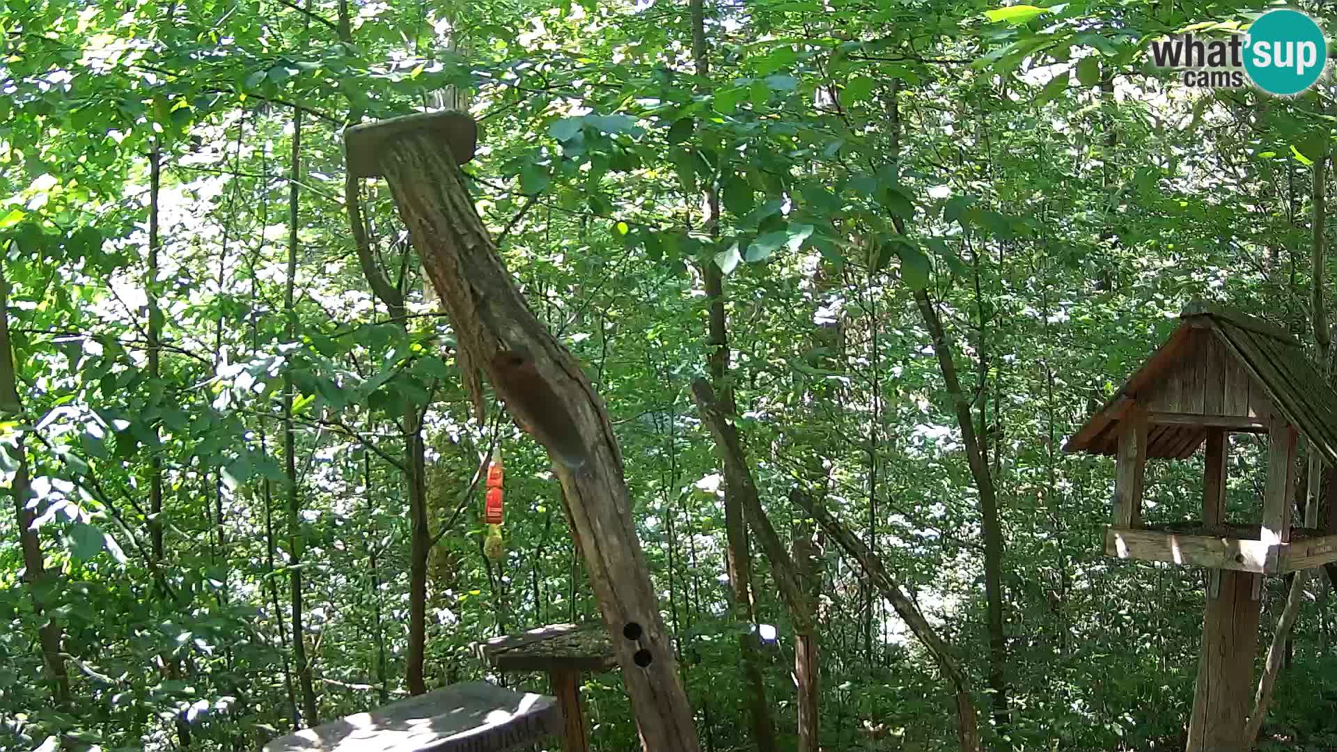 Bird feeders at ZOO Ljubljana webcam