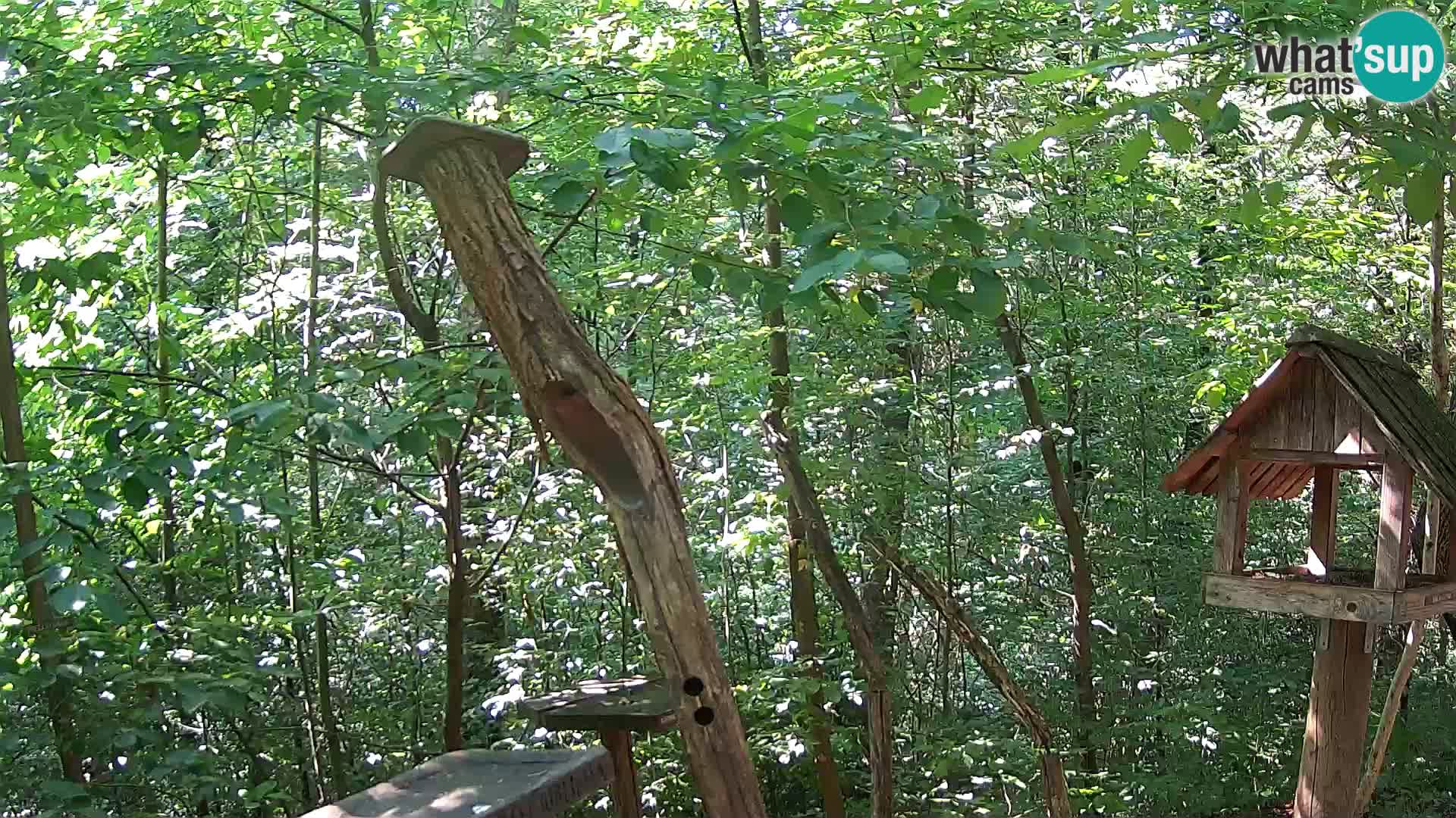 Bird feeders at ZOO Ljubljana webcam