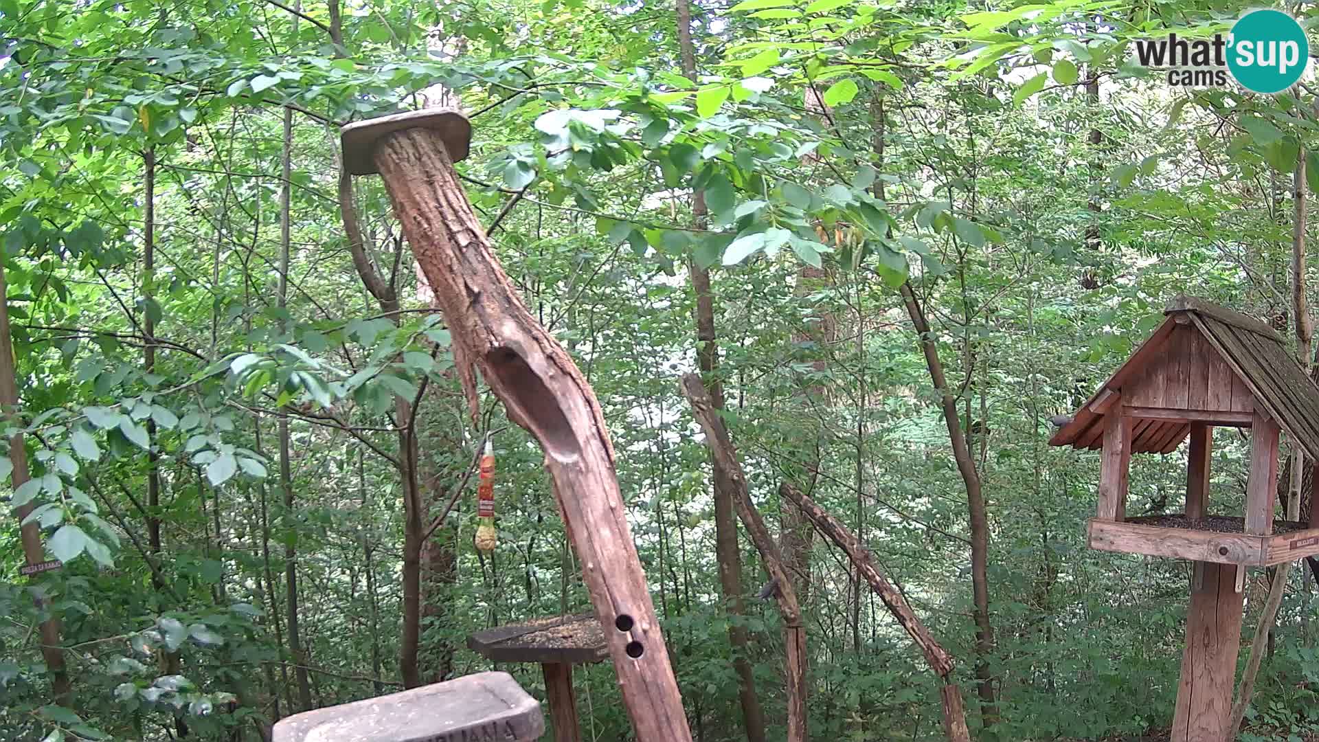 Krmilnice za ptiče v ZOO Ljubljana spletna kamera