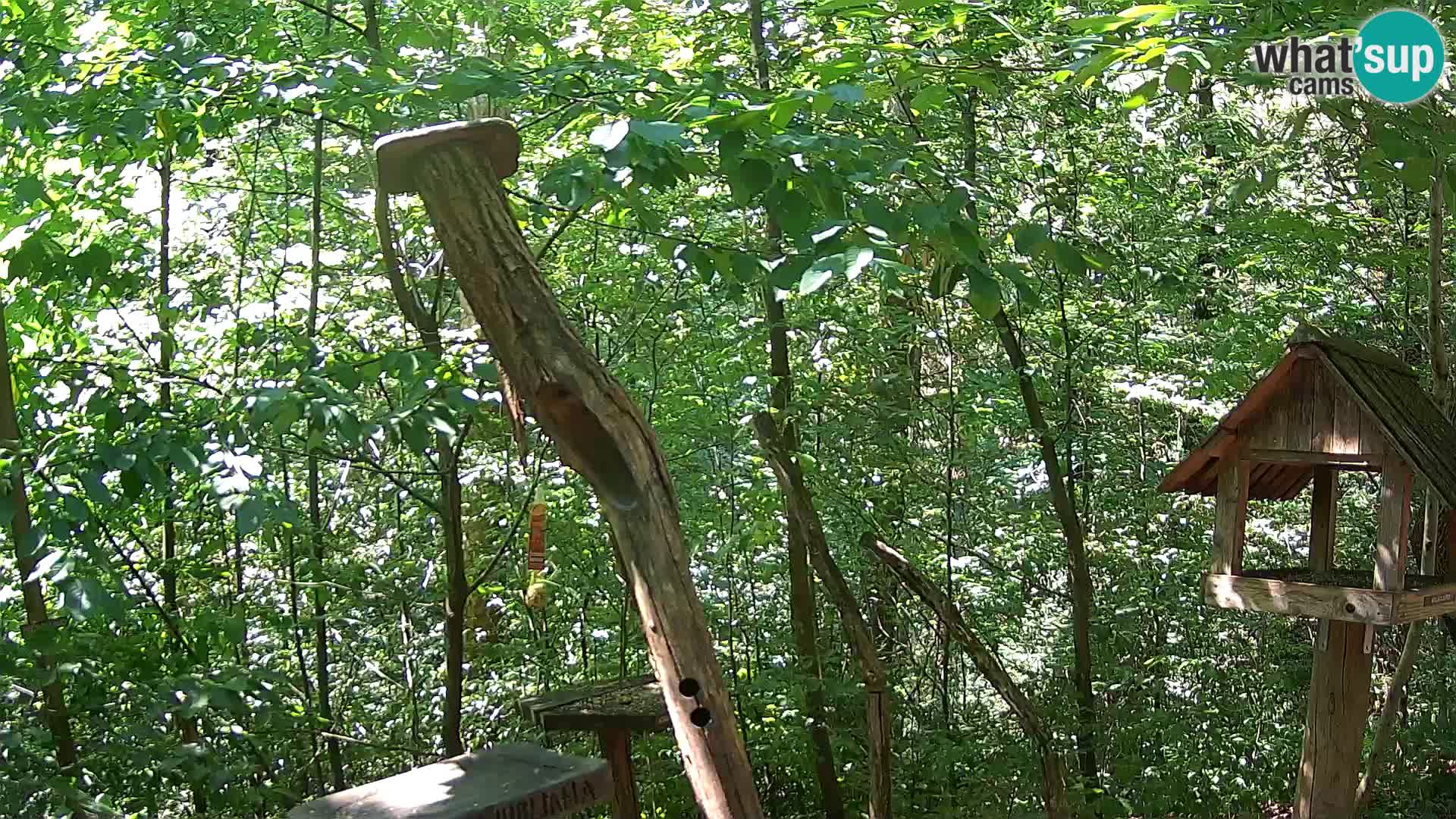 Hranilice za ptice u ZOO web kamera Ljubljana