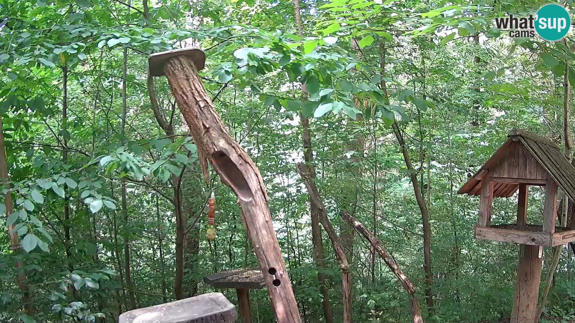 Hranilice za ptice u ZOO web kamera Ljubljana