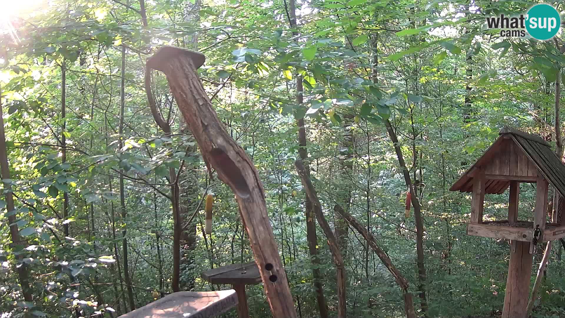 Bird feeders at ZOO Ljubljana webcam