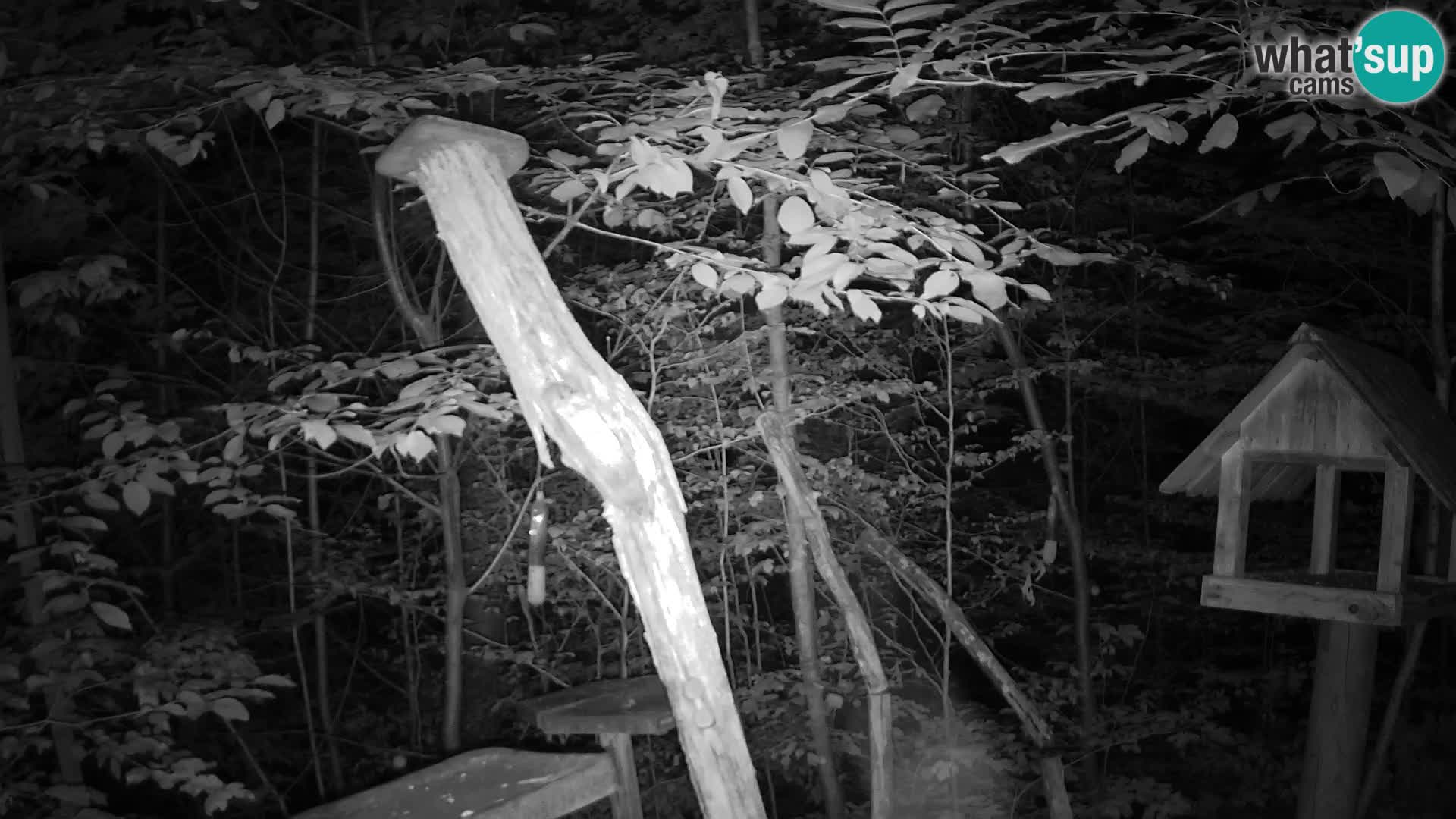 Bird feeders at ZOO Ljubljana webcam