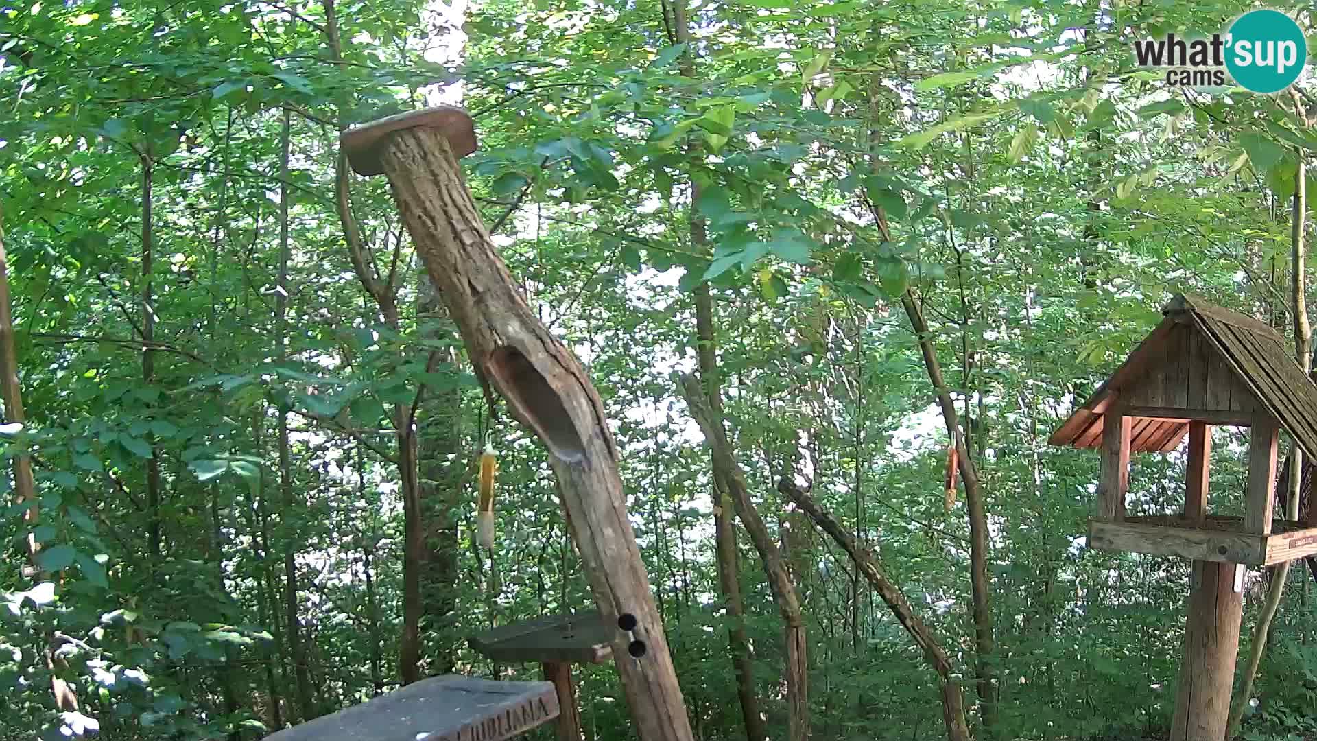 Bird feeders at ZOO Ljubljana webcam