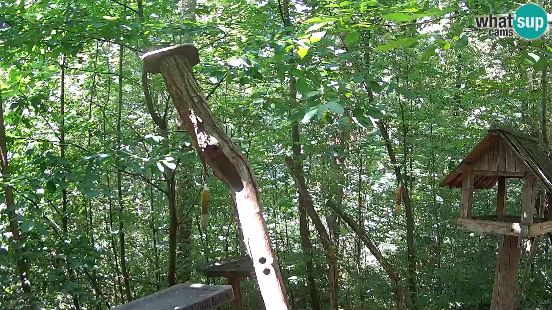 Bird feeders at ZOO Ljubljana webcam
