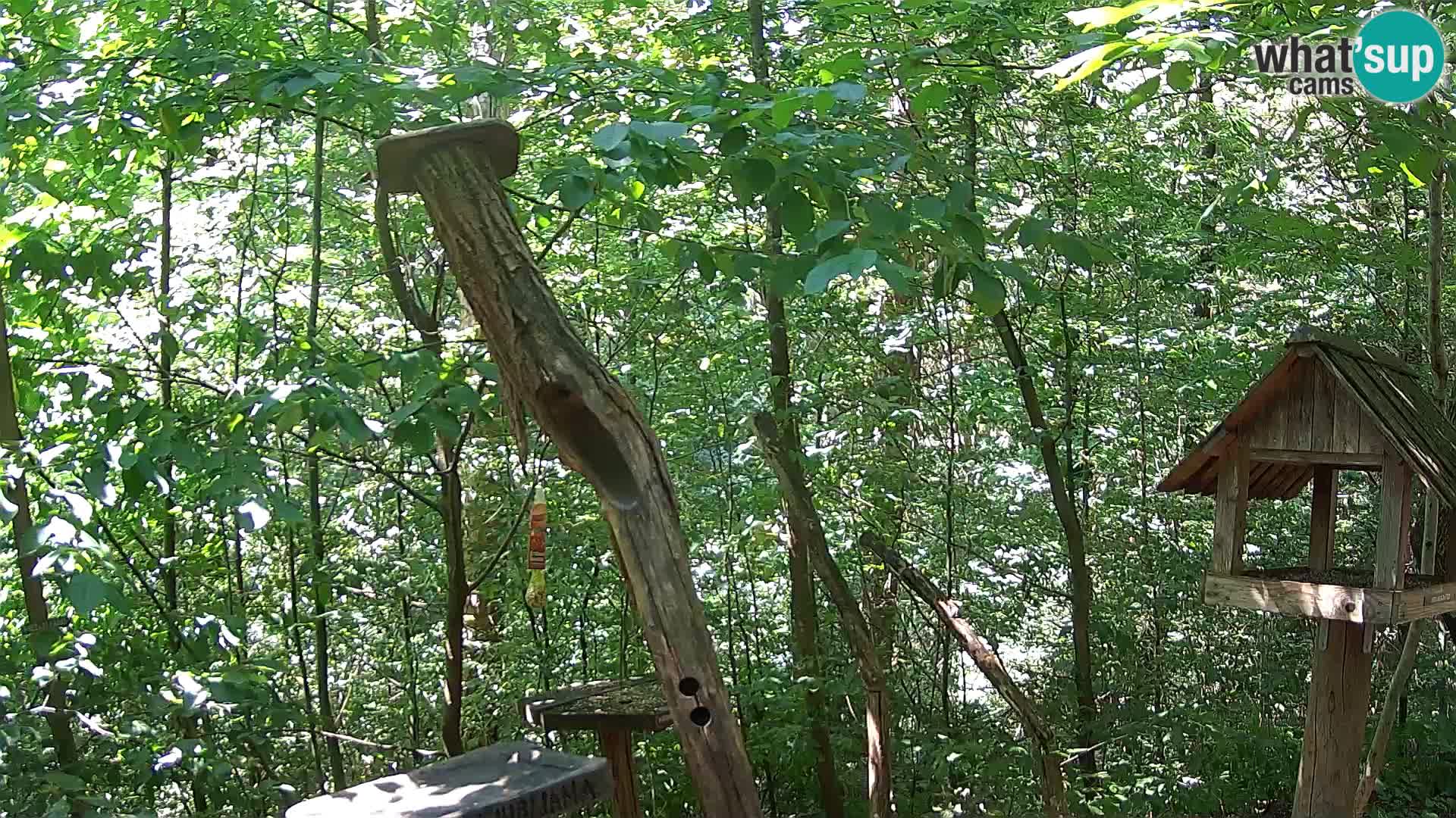 Mangiatoie per uccelli allo ZOO di Lubiana livecam