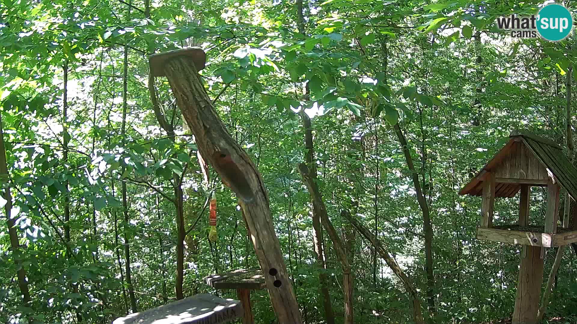 Bird feeders at ZOO Ljubljana webcam