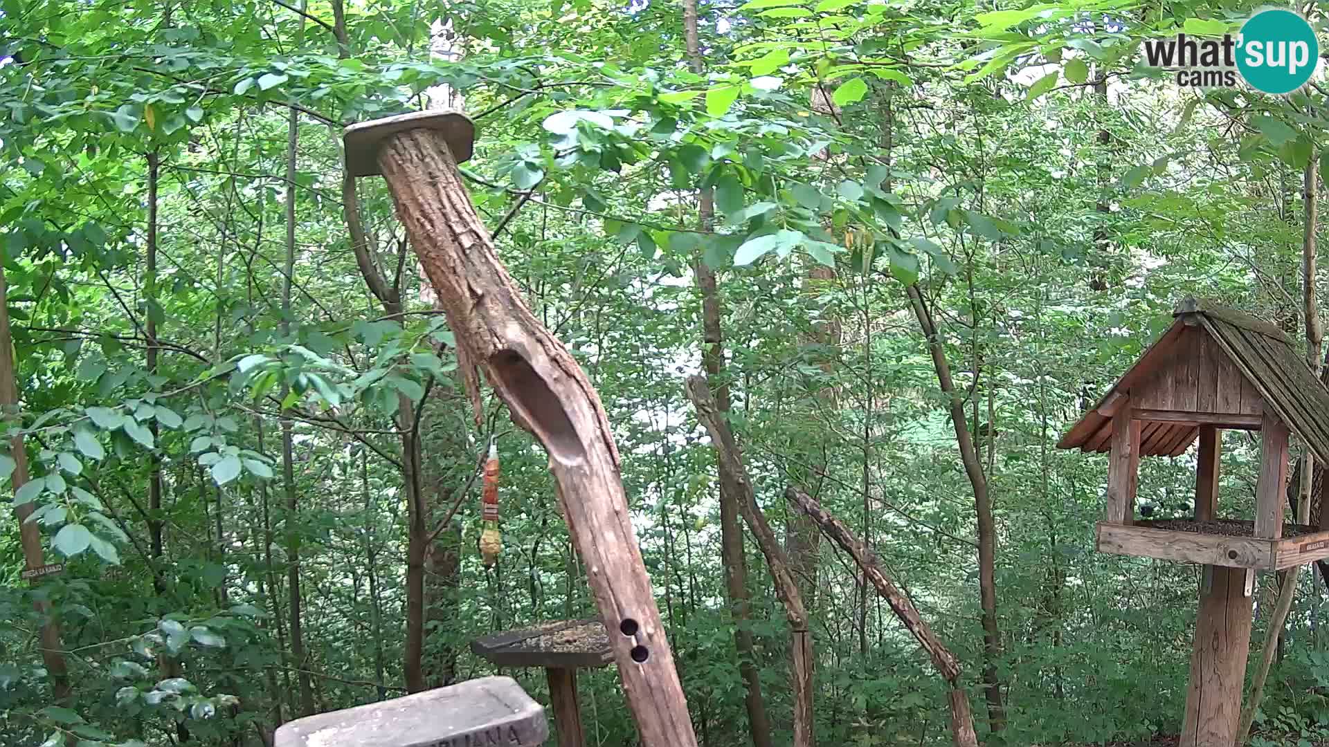 Hranilice za ptice u ZOO web kamera Ljubljana