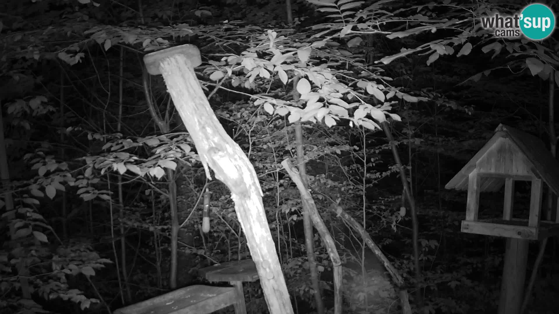 Bird feeders at ZOO Ljubljana webcam