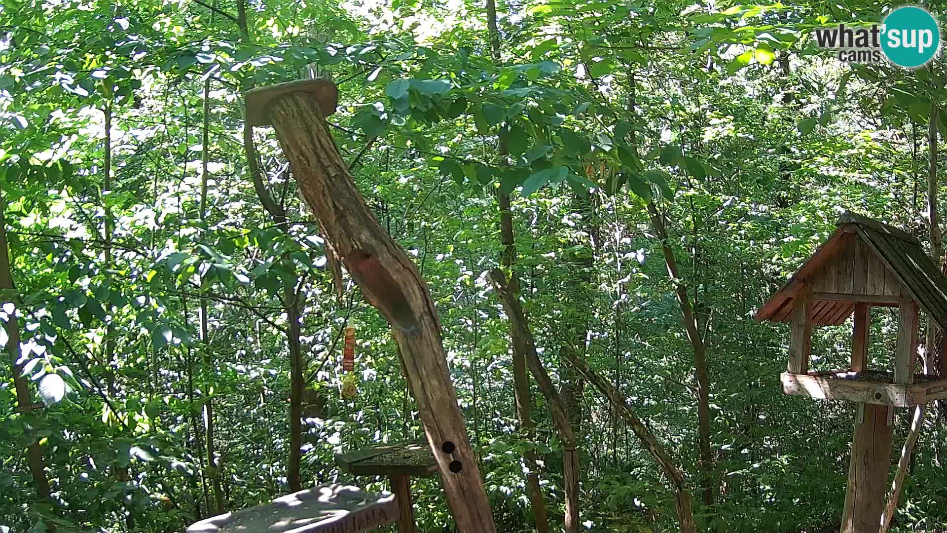 Vogelfutterhäuschen im ZOO webcam Ljubljana