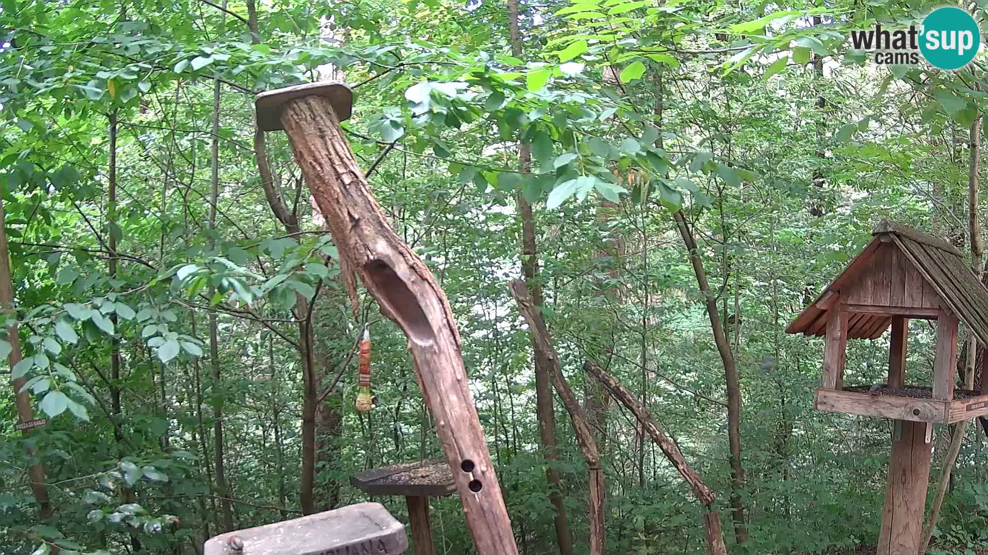 Krmilnice za ptiče v ZOO Ljubljana spletna kamera