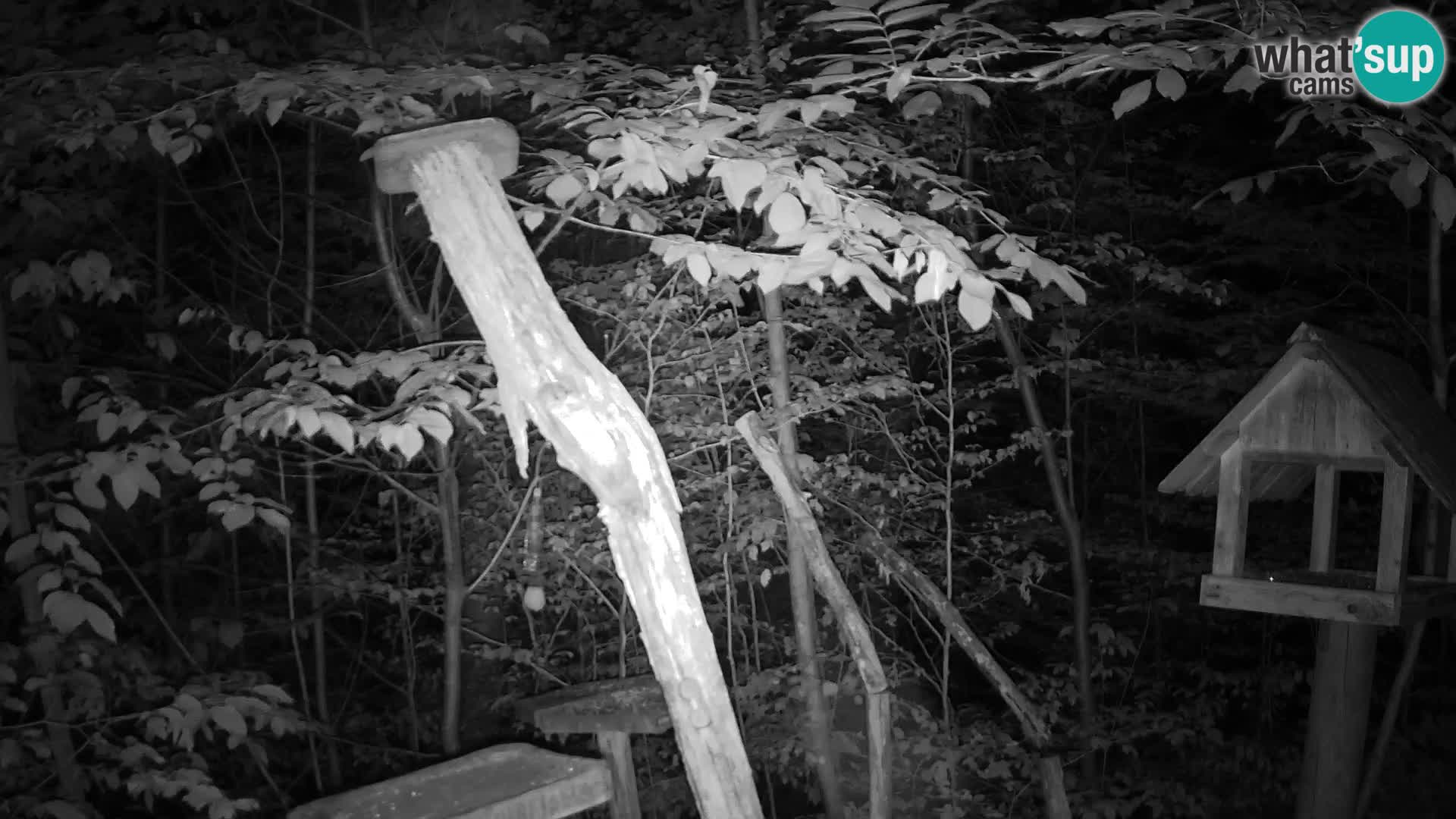 Mangeoires pour oiseaux au ZOO live webcam Ljubljana