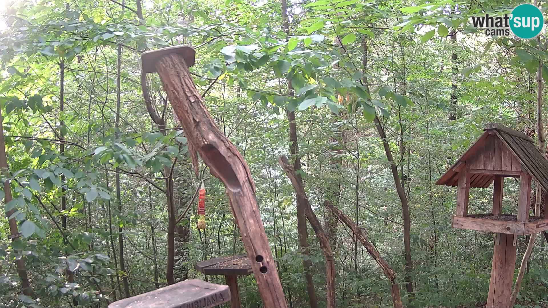 Vogelfutterhäuschen im ZOO webcam Ljubljana