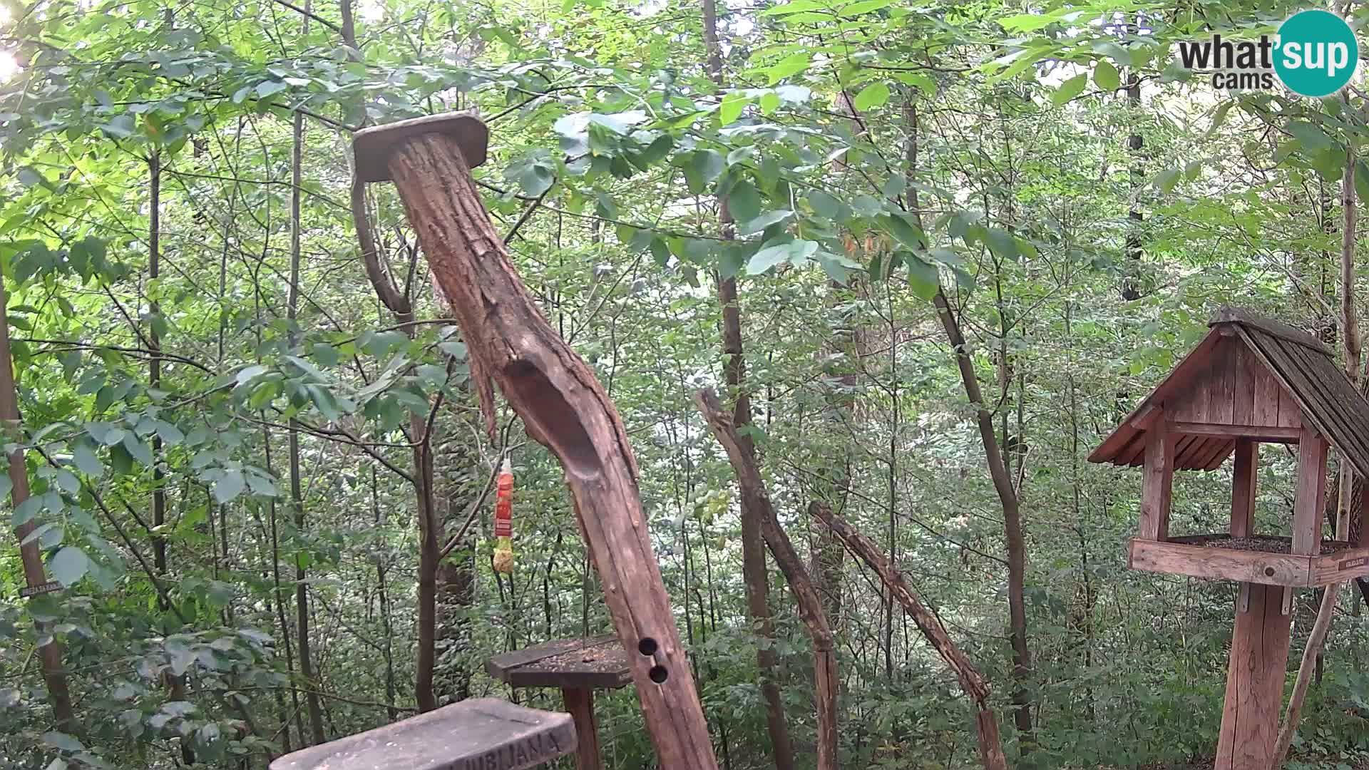 Mangiatoie per uccelli allo ZOO di Lubiana livecam