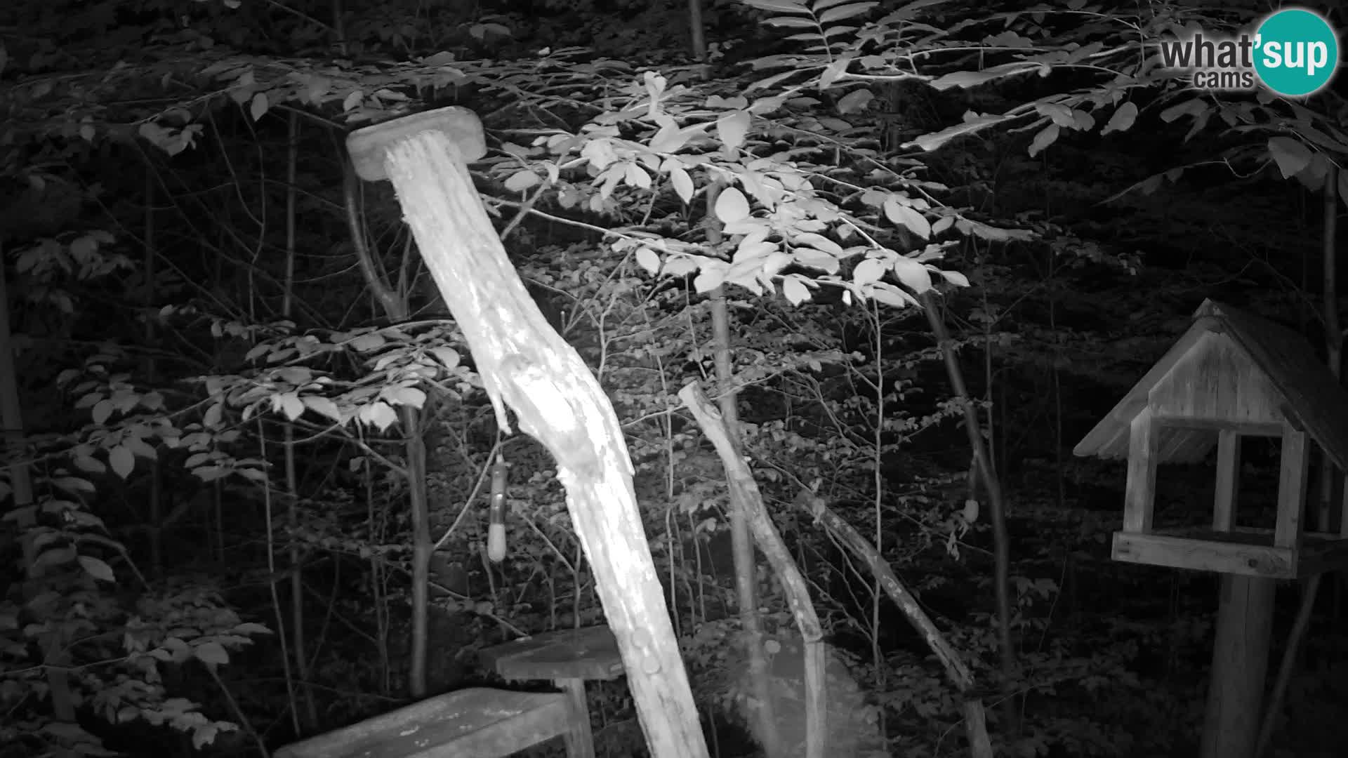 Bird feeders at ZOO Ljubljana webcam