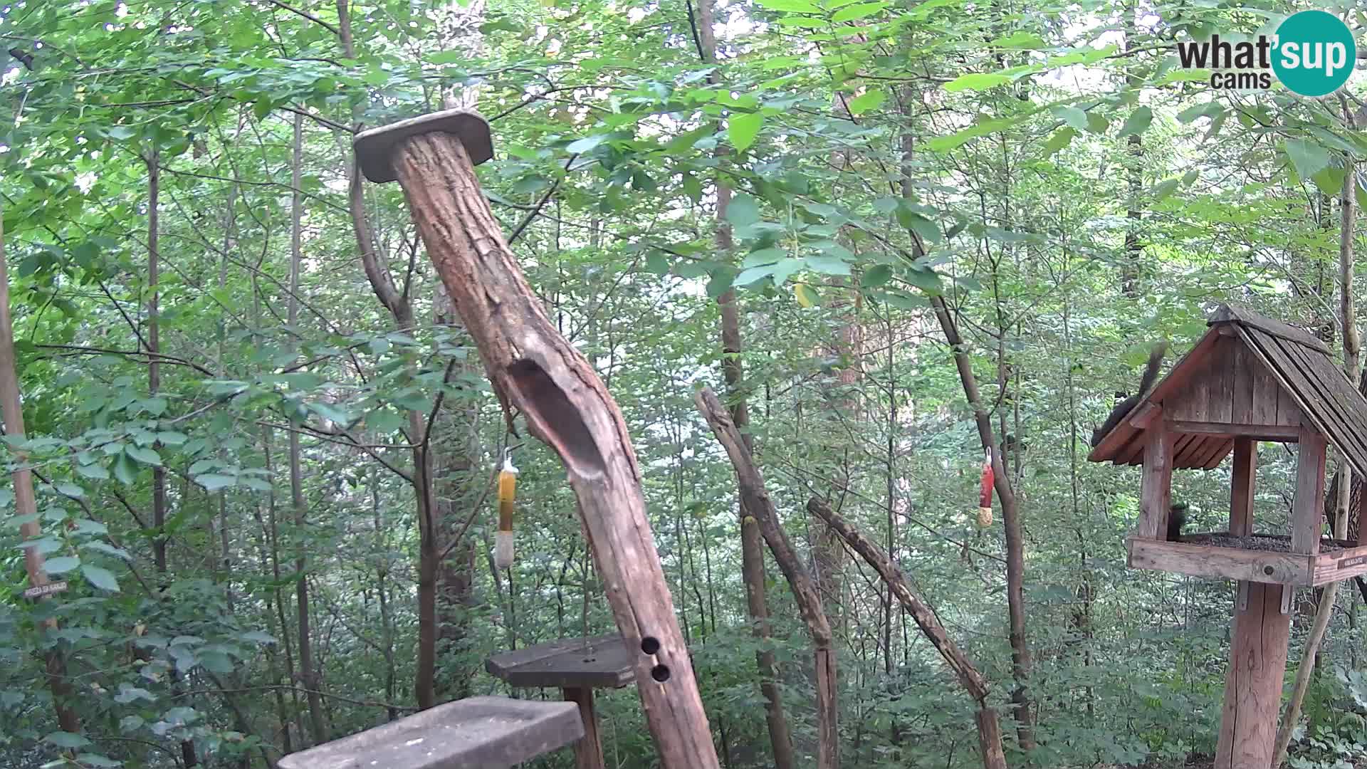 Bird feeders at ZOO Ljubljana webcam