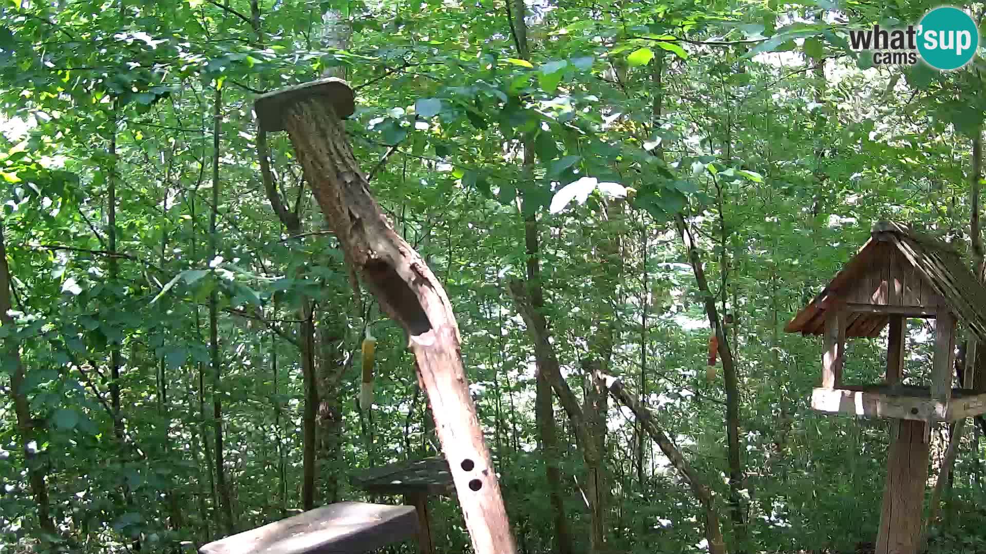 Bird feeders at ZOO Ljubljana webcam