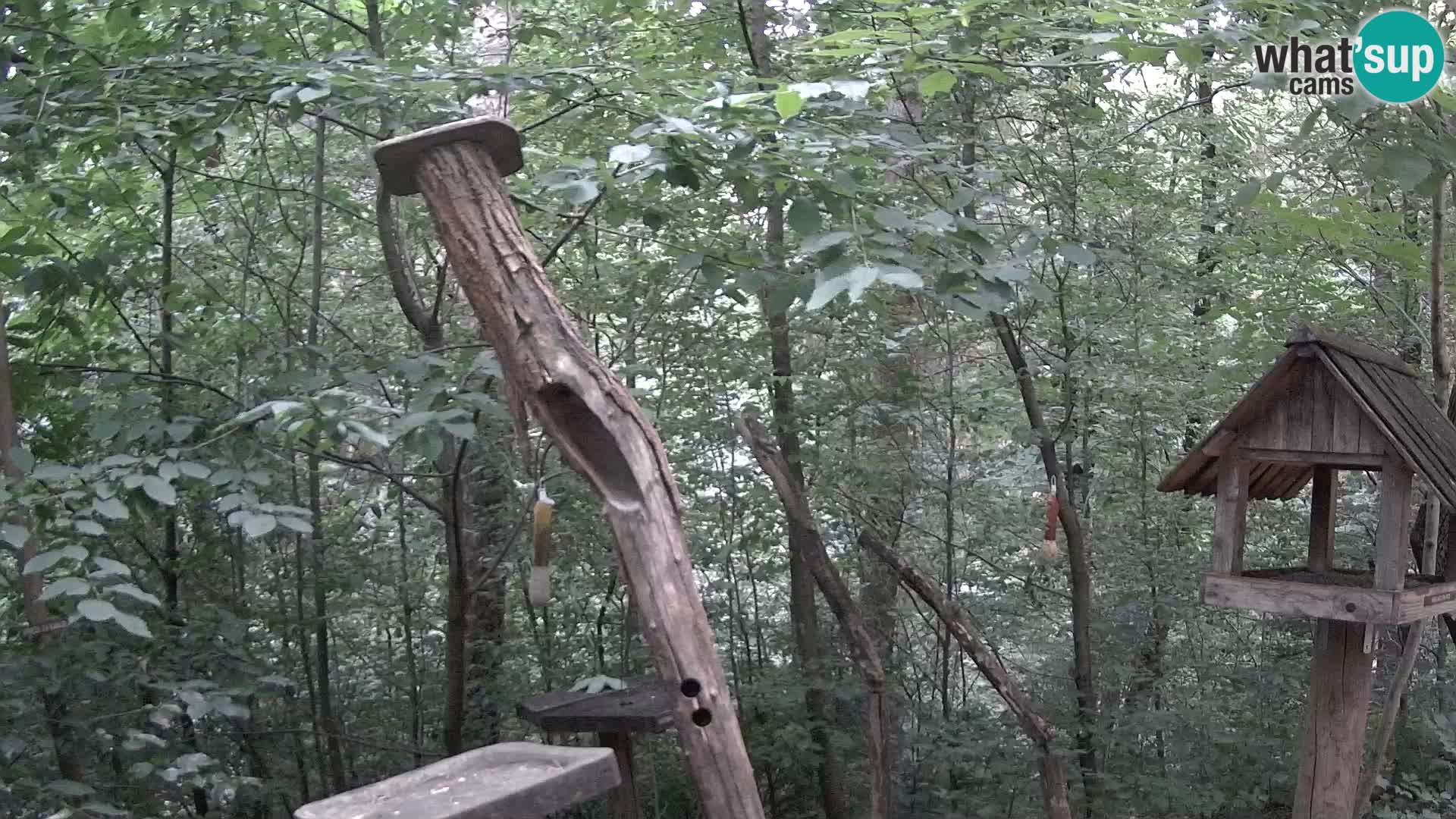 Bird feeders at ZOO Ljubljana webcam