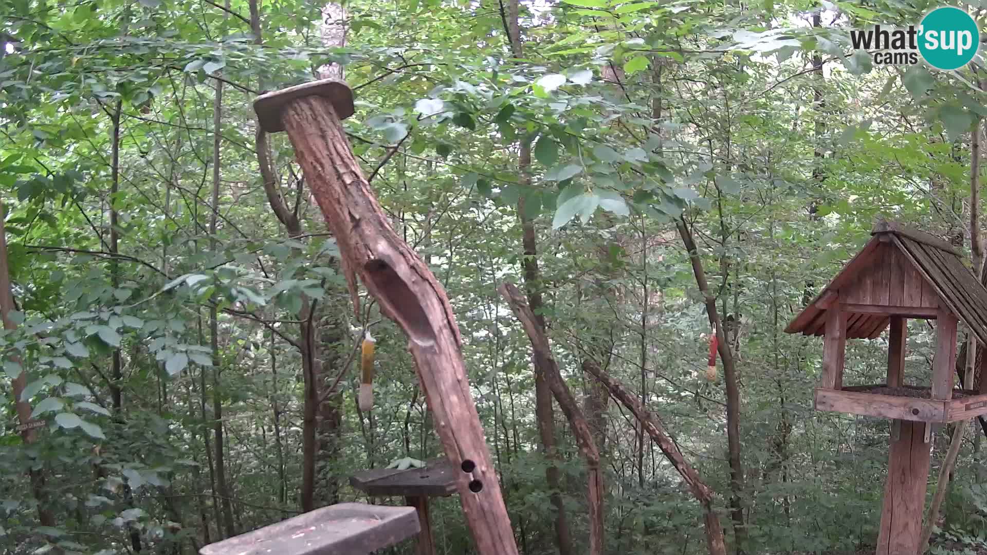 Bird feeders at ZOO Ljubljana webcam