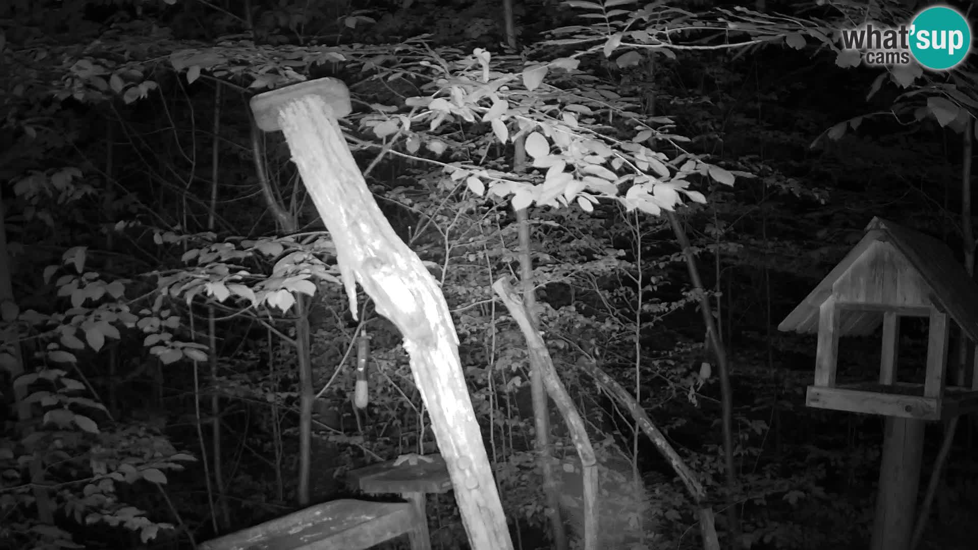 Bird feeders at ZOO Ljubljana webcam