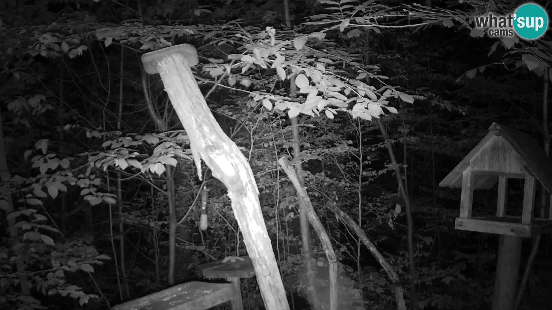 Mangiatoie per uccelli allo ZOO di Lubiana livecam