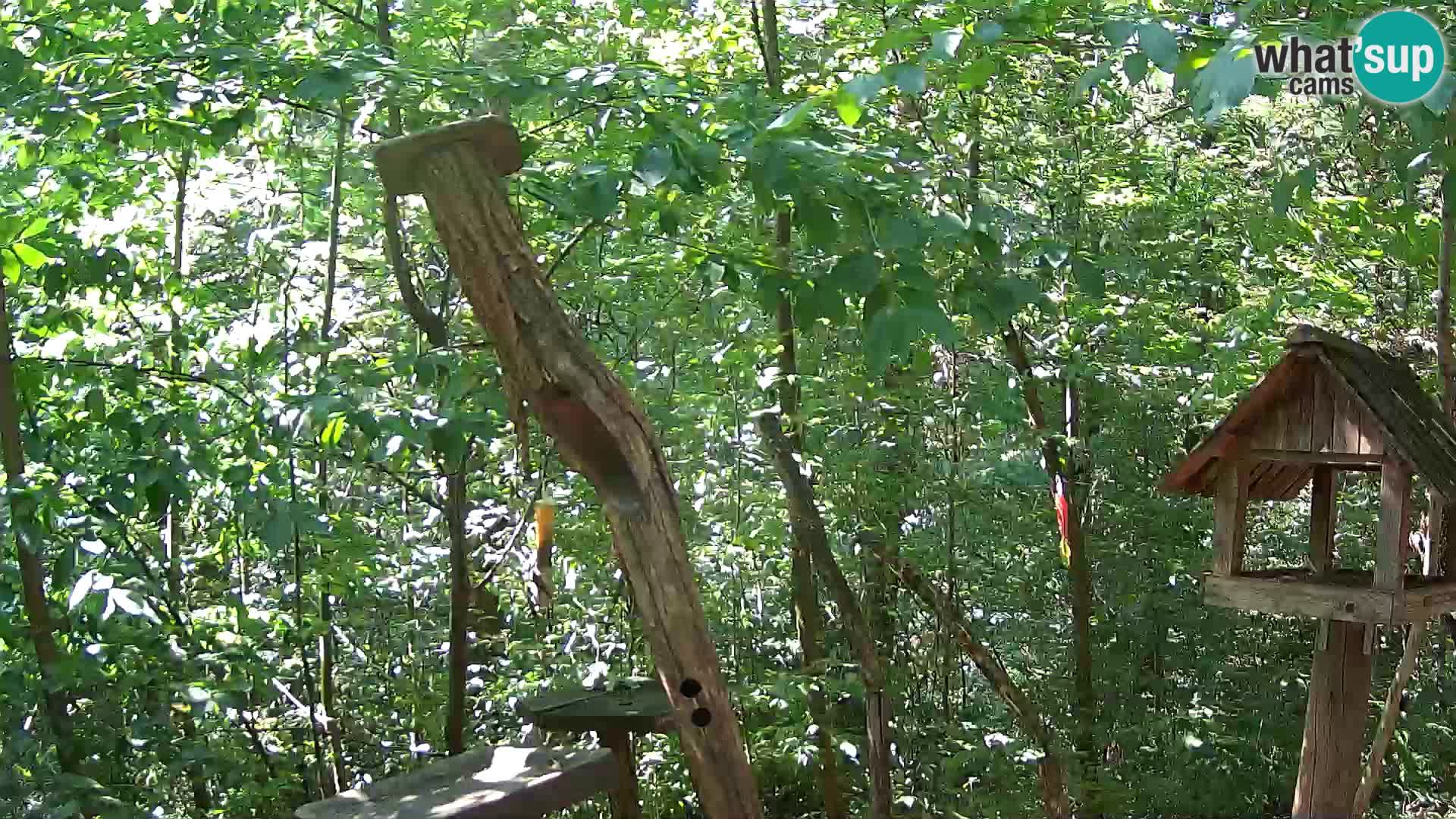 Bird feeders at ZOO Ljubljana webcam