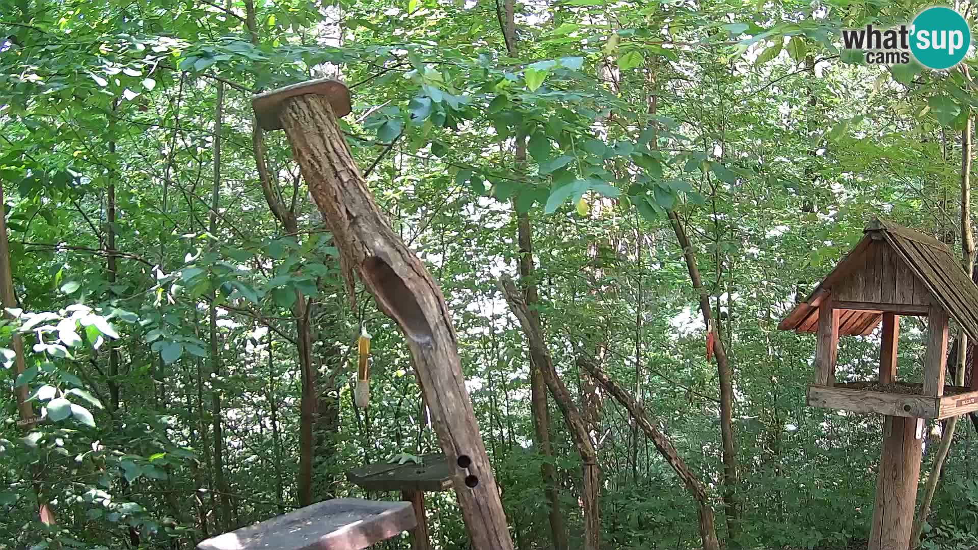 Bird feeders at ZOO Ljubljana webcam