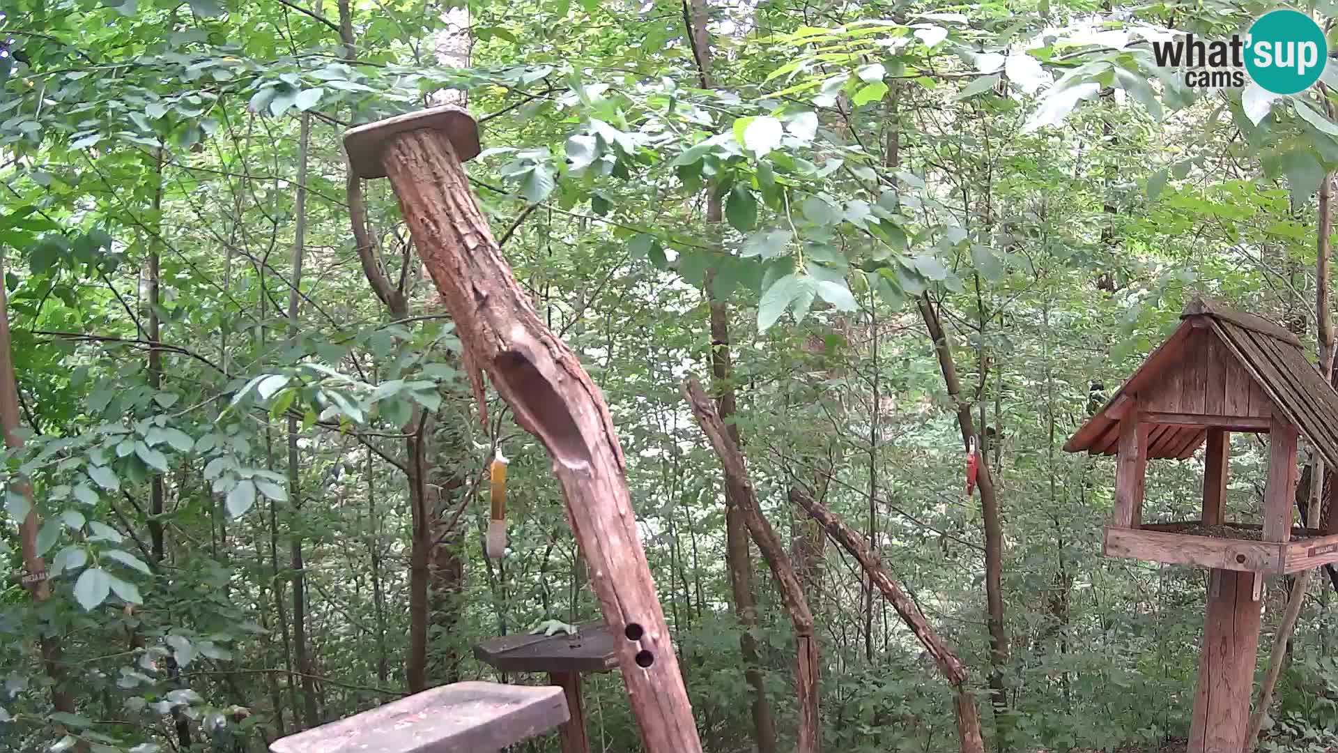 Bird feeders at ZOO Ljubljana webcam