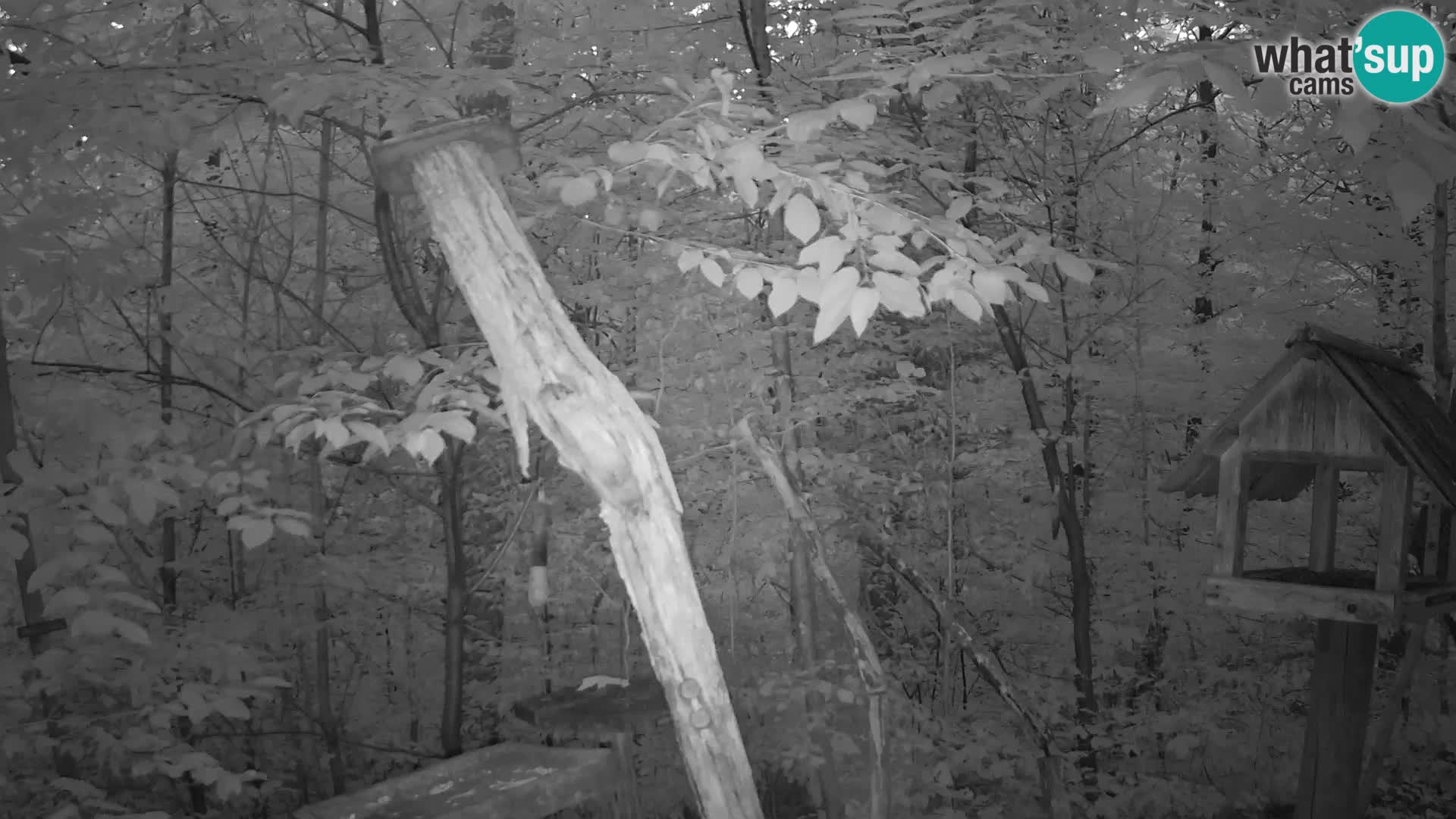 Bird feeders at ZOO Ljubljana webcam