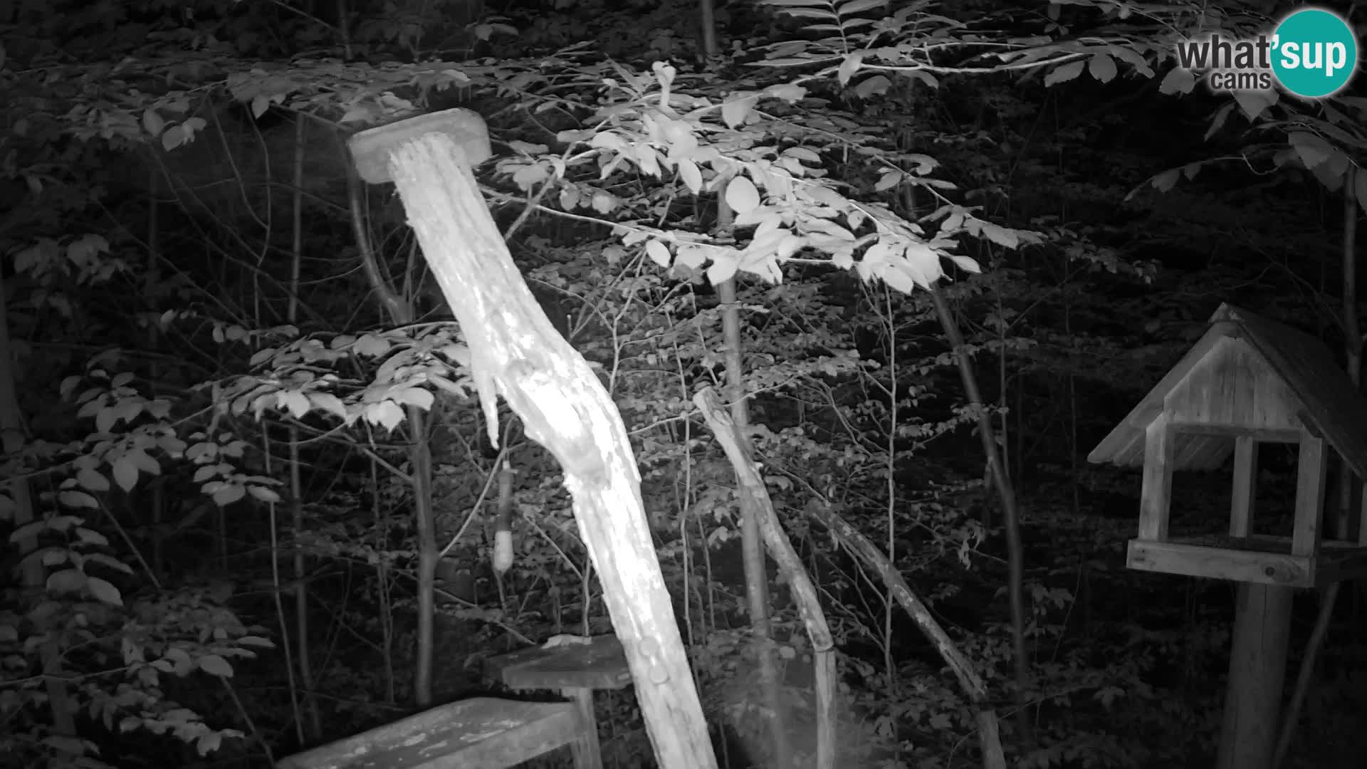 Bird feeders at ZOO Ljubljana webcam