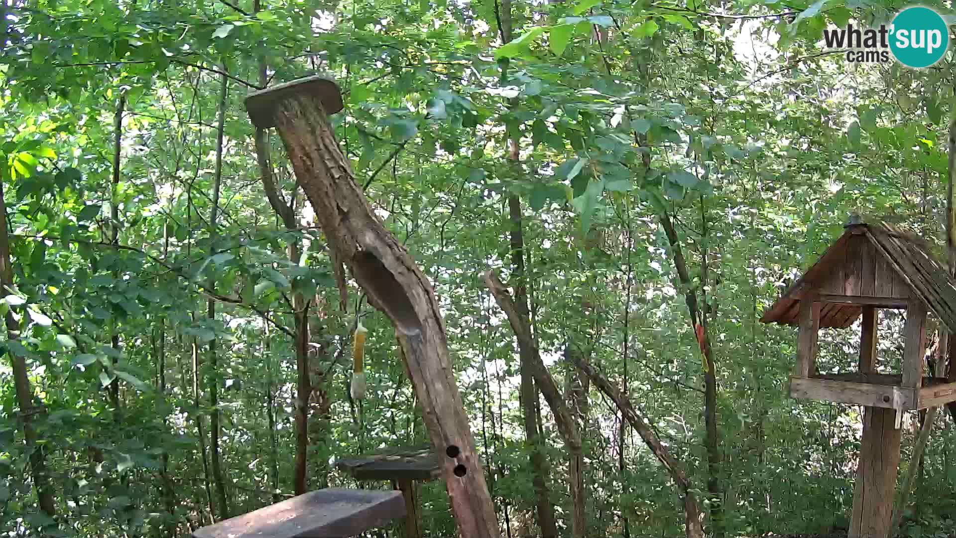 Bird feeders at ZOO Ljubljana webcam