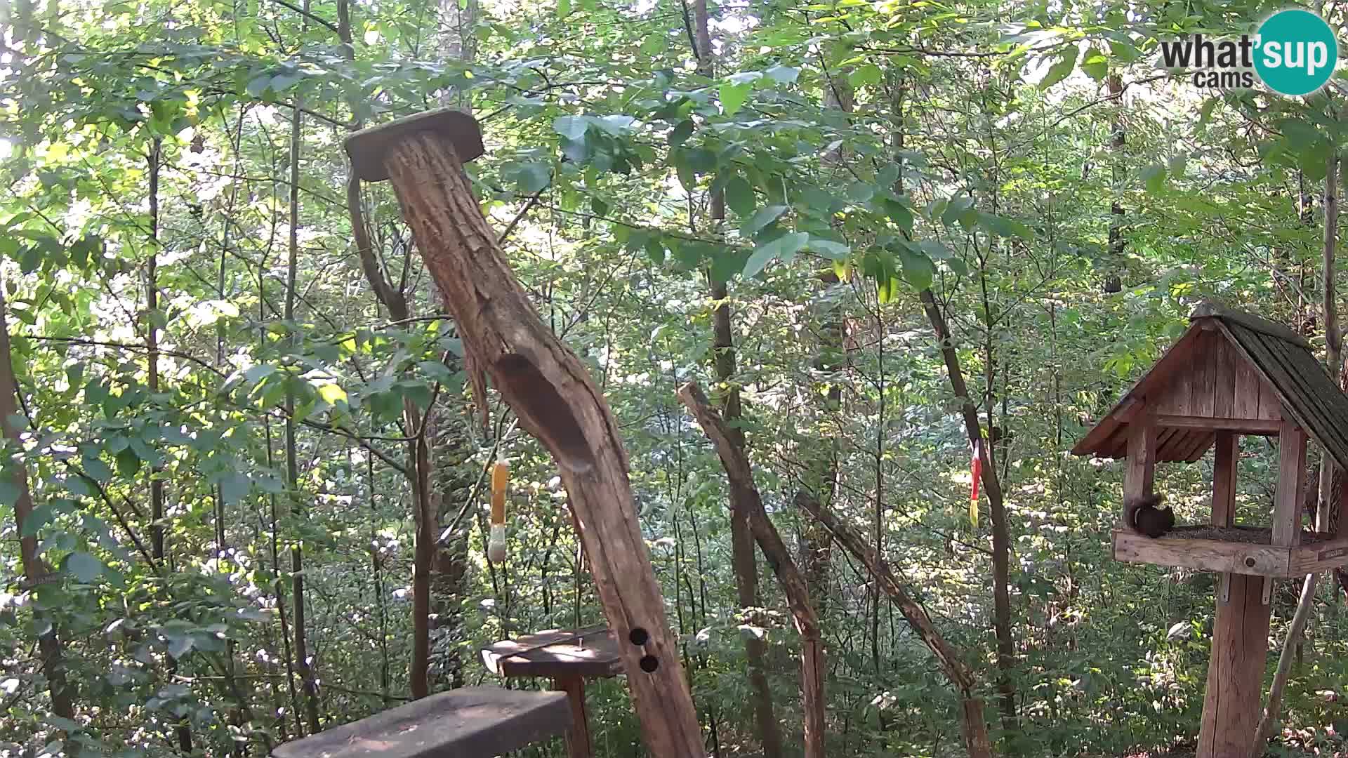 Krmilnice za ptiče v ZOO Ljubljana spletna kamera