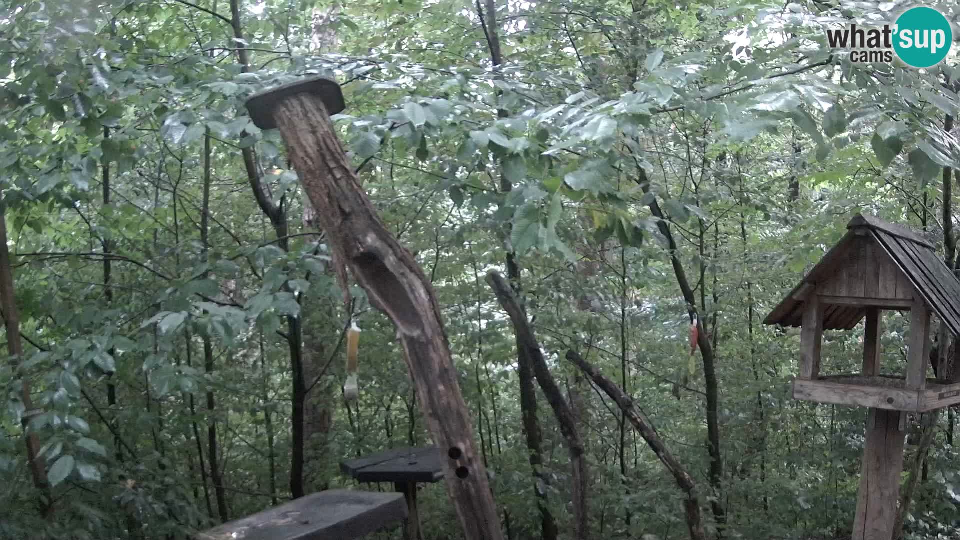 Bird feeders at ZOO Ljubljana webcam