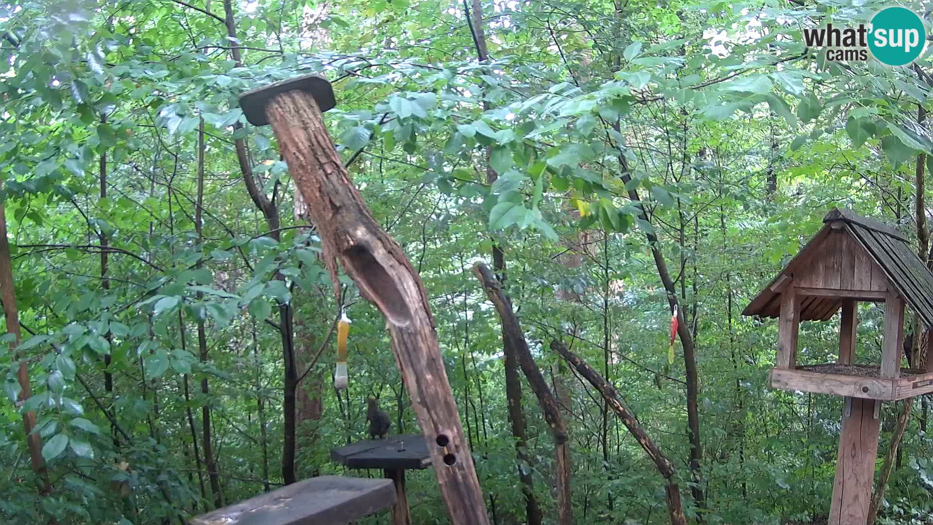 Bird feeders at ZOO Ljubljana webcam