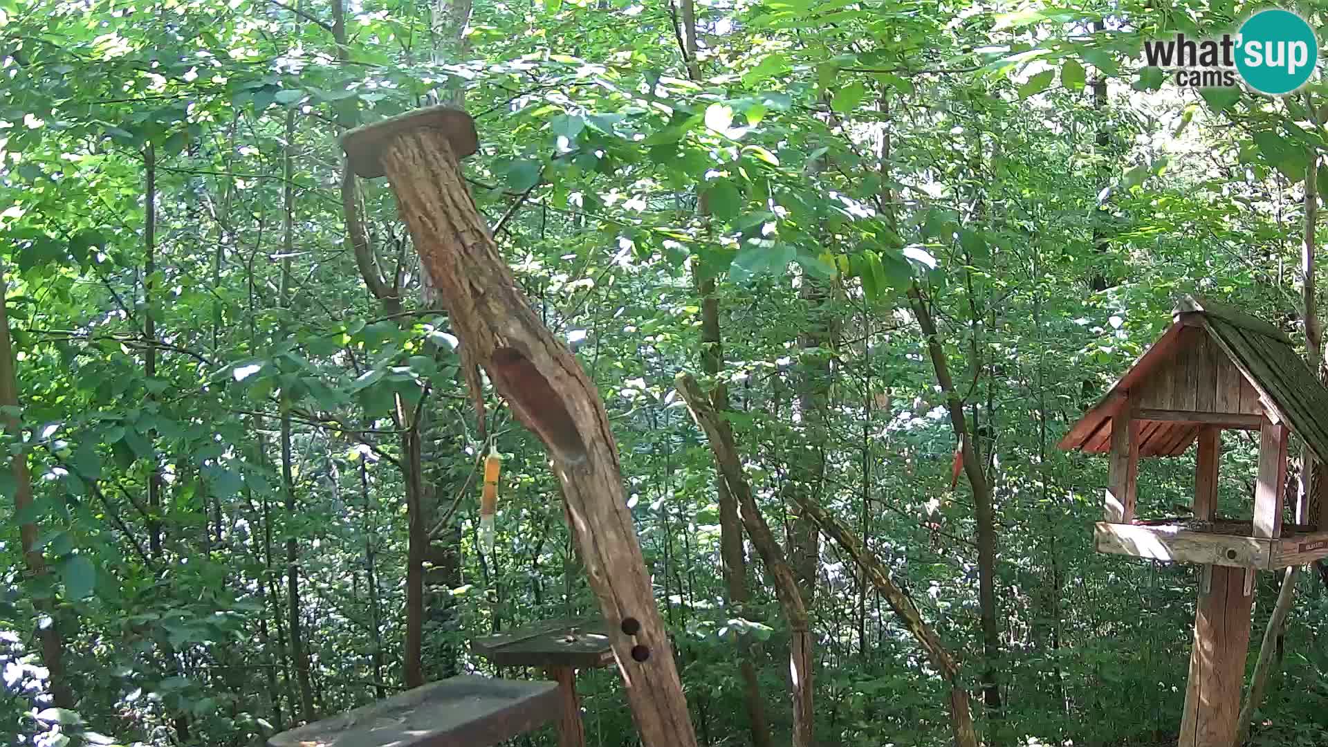 Krmilnice za ptiče v ZOO Ljubljana spletna kamera