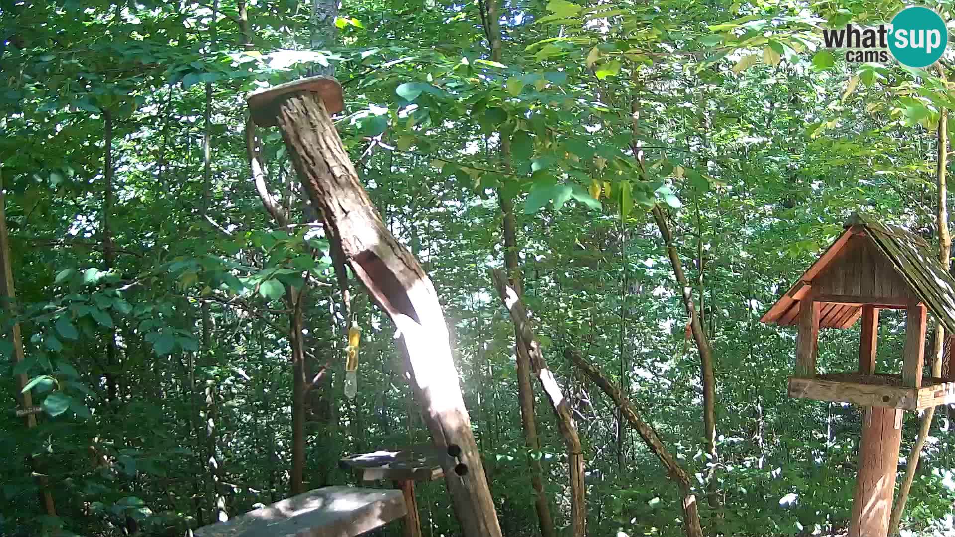 Bird feeders at ZOO Ljubljana webcam
