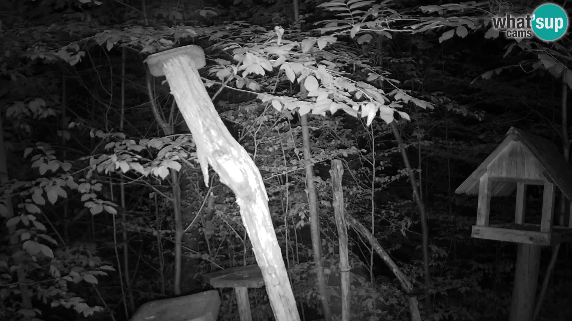 Bird feeders at ZOO Ljubljana webcam