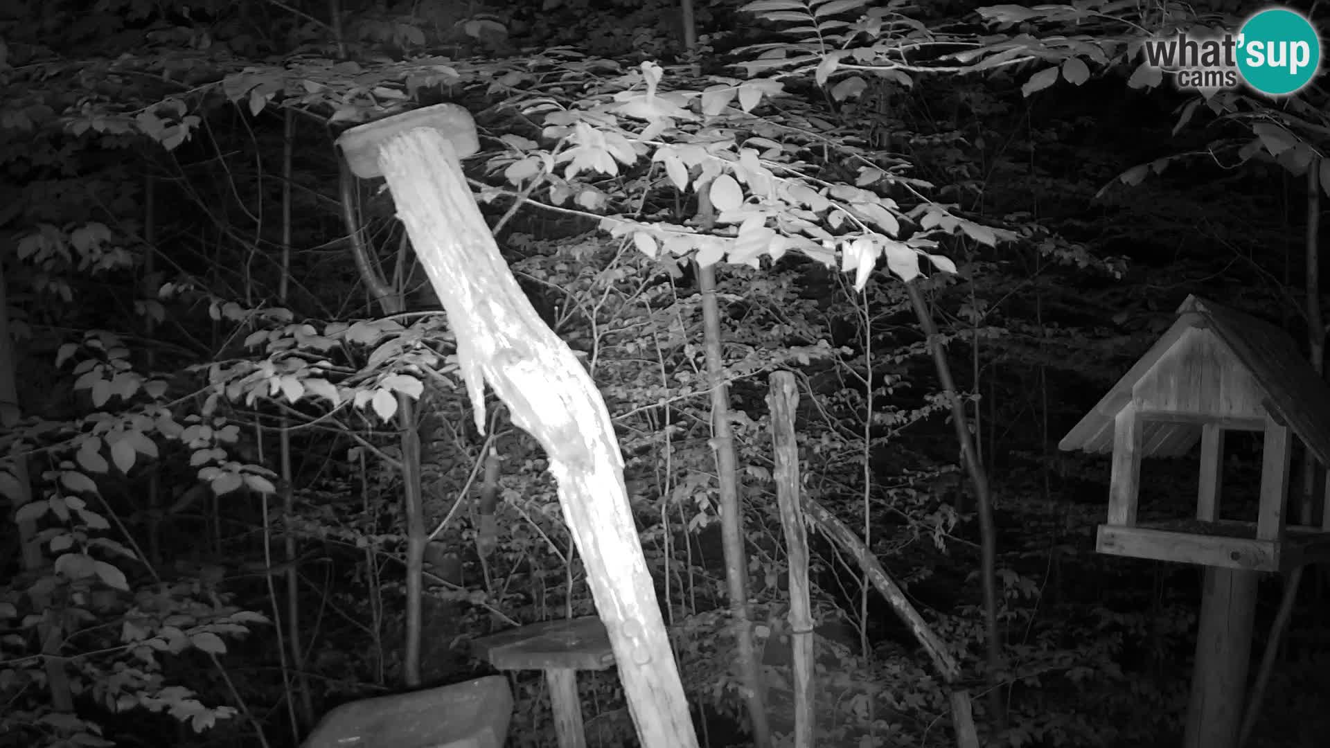 Bird feeders at ZOO Ljubljana webcam