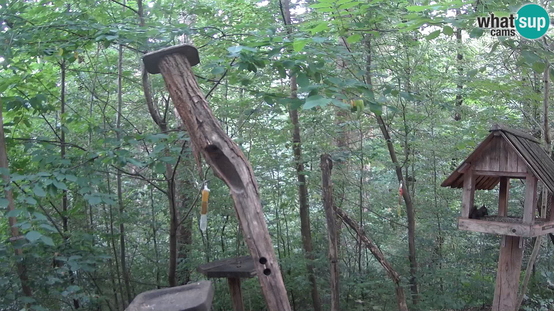 Bird feeders at ZOO Ljubljana webcam