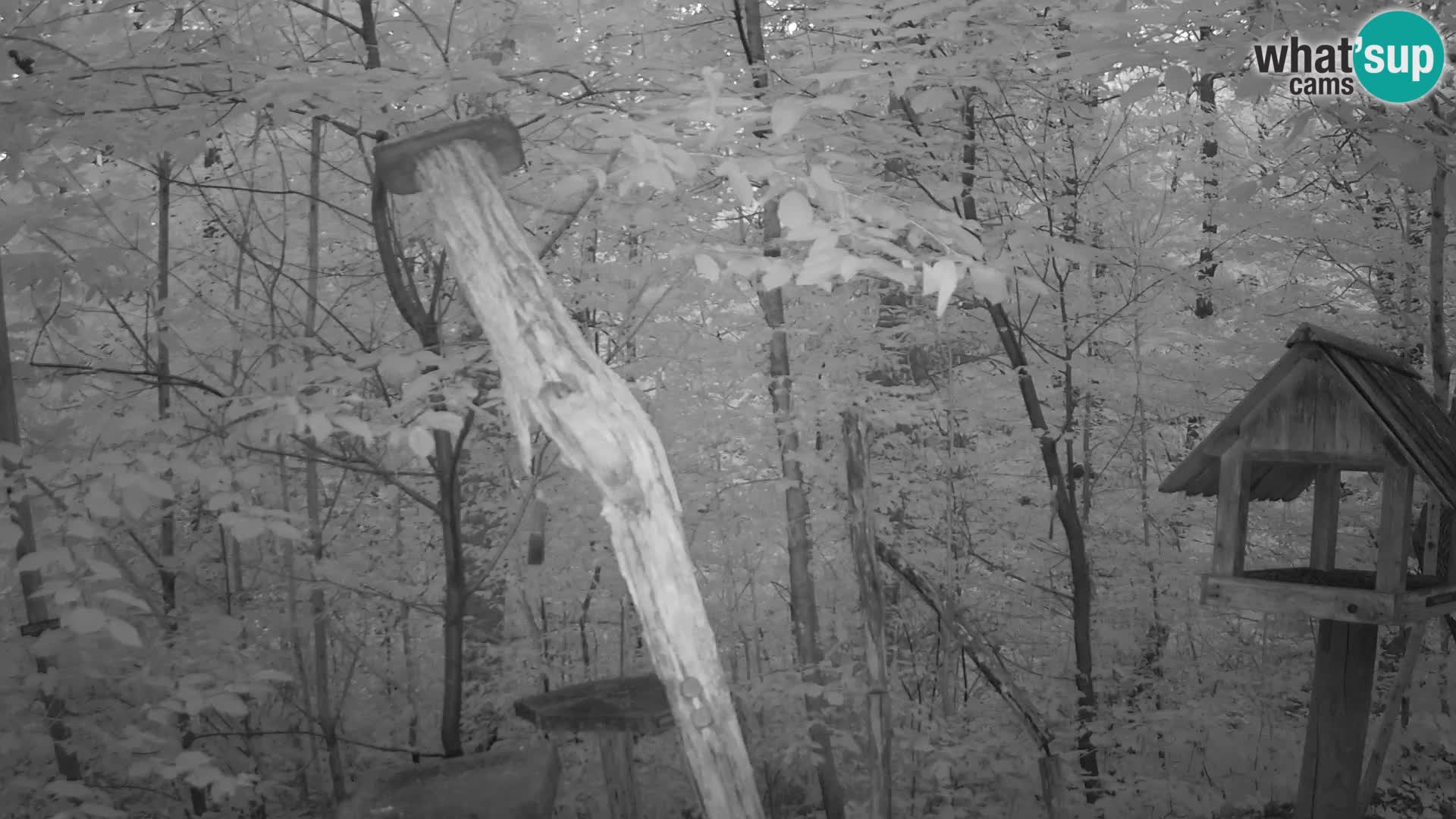 Bird feeders at ZOO Ljubljana webcam