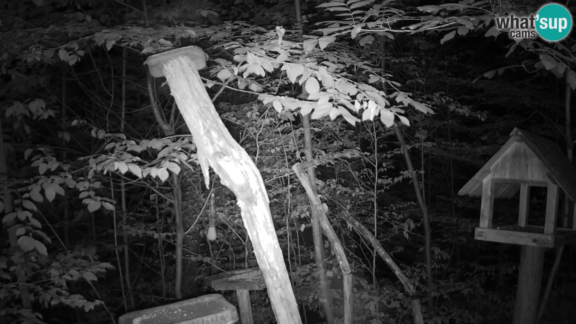 Bird feeders at ZOO Ljubljana webcam