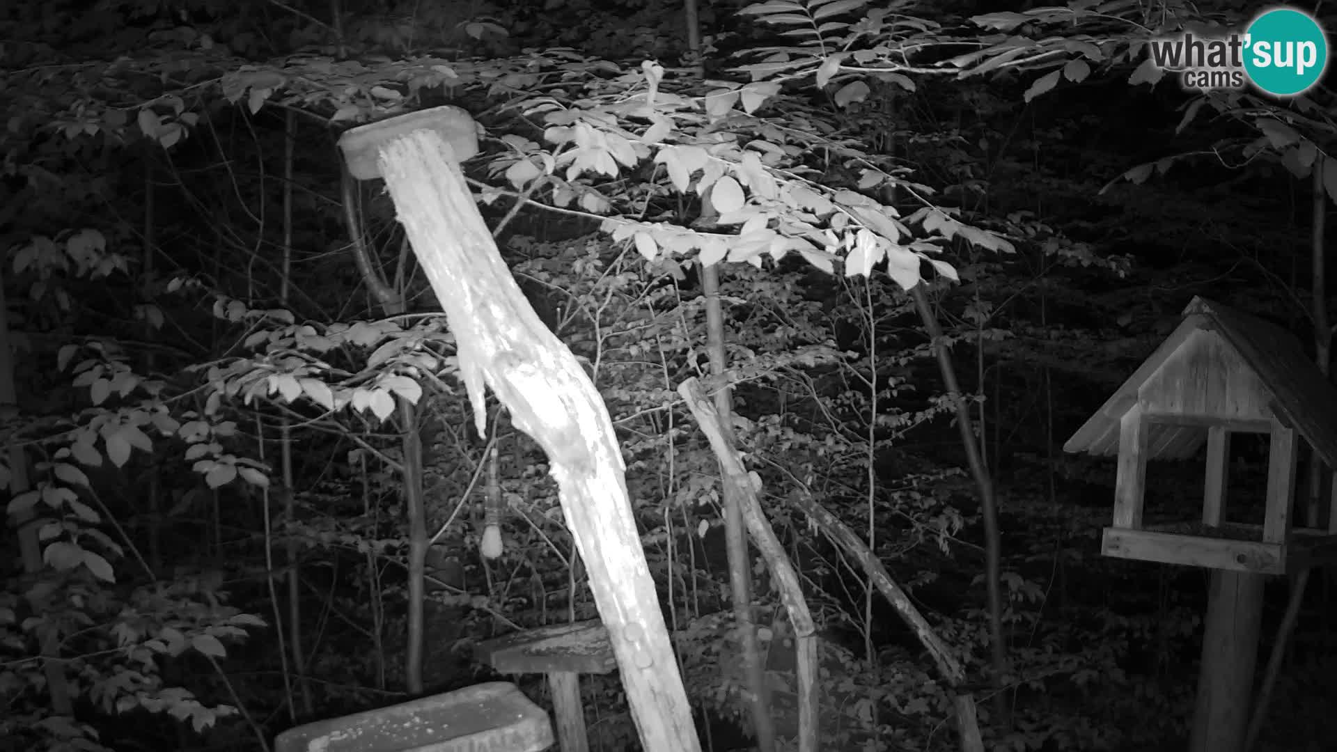 Mangiatoie per uccelli allo ZOO di Lubiana livecam