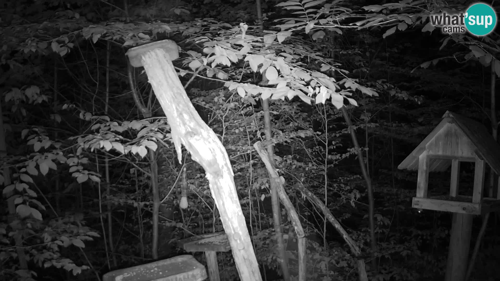 Bird feeders at ZOO Ljubljana webcam