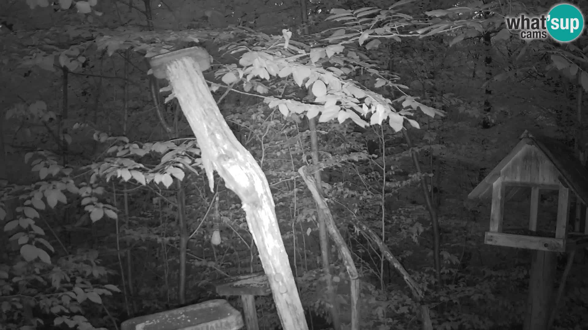 Bird feeders at ZOO Ljubljana webcam
