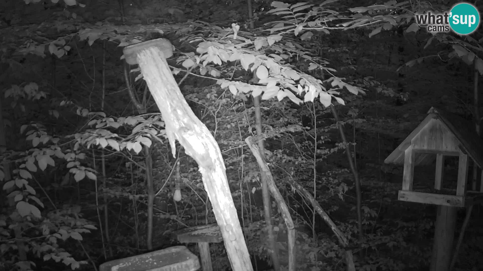 Bird feeders at ZOO Ljubljana webcam