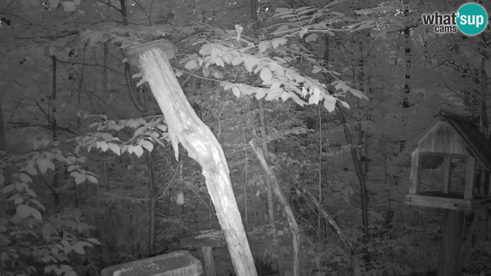 Mangiatoie per uccelli allo ZOO di Lubiana livecam