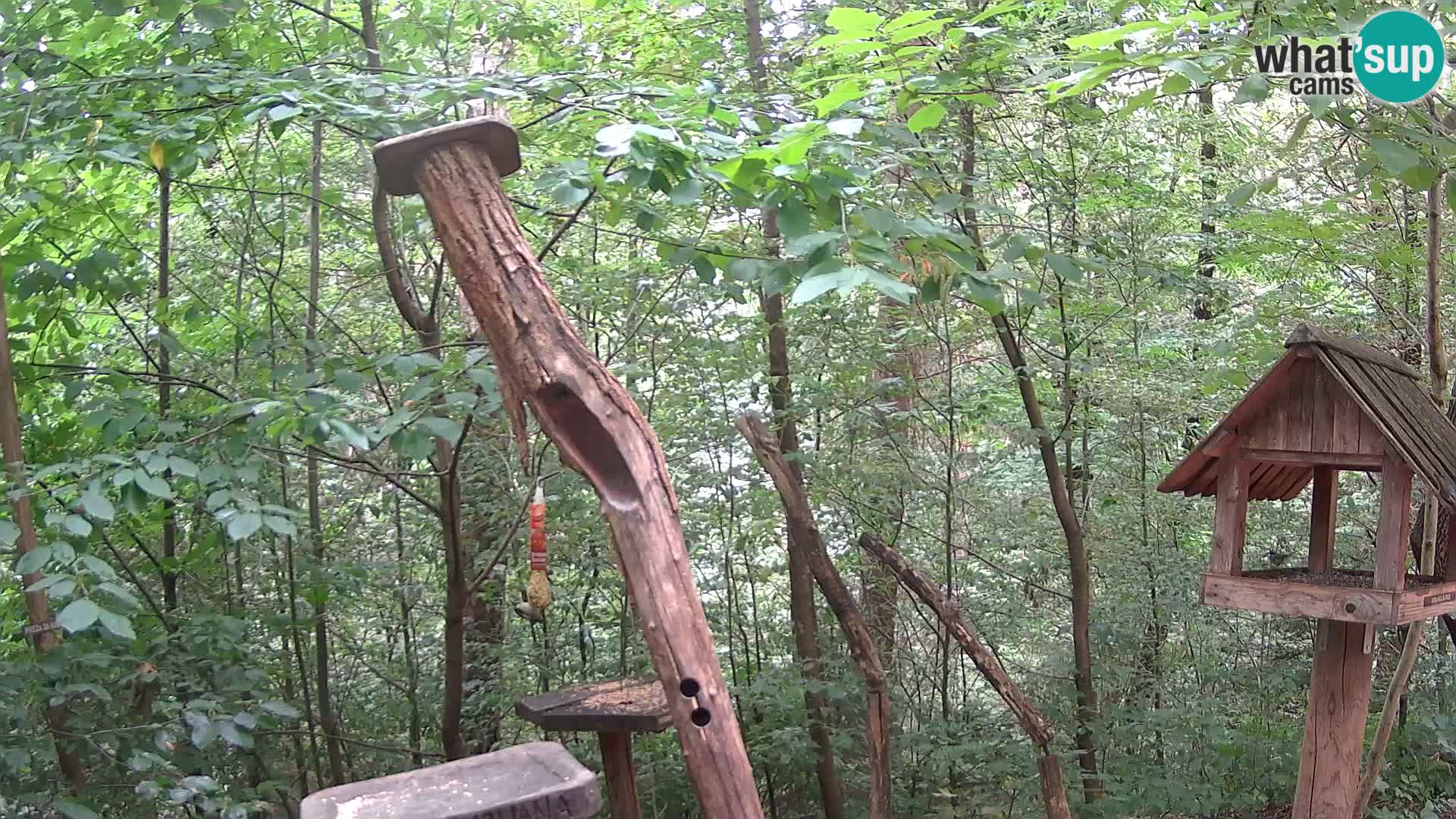 Krmilnice za ptiče v ZOO Ljubljana spletna kamera