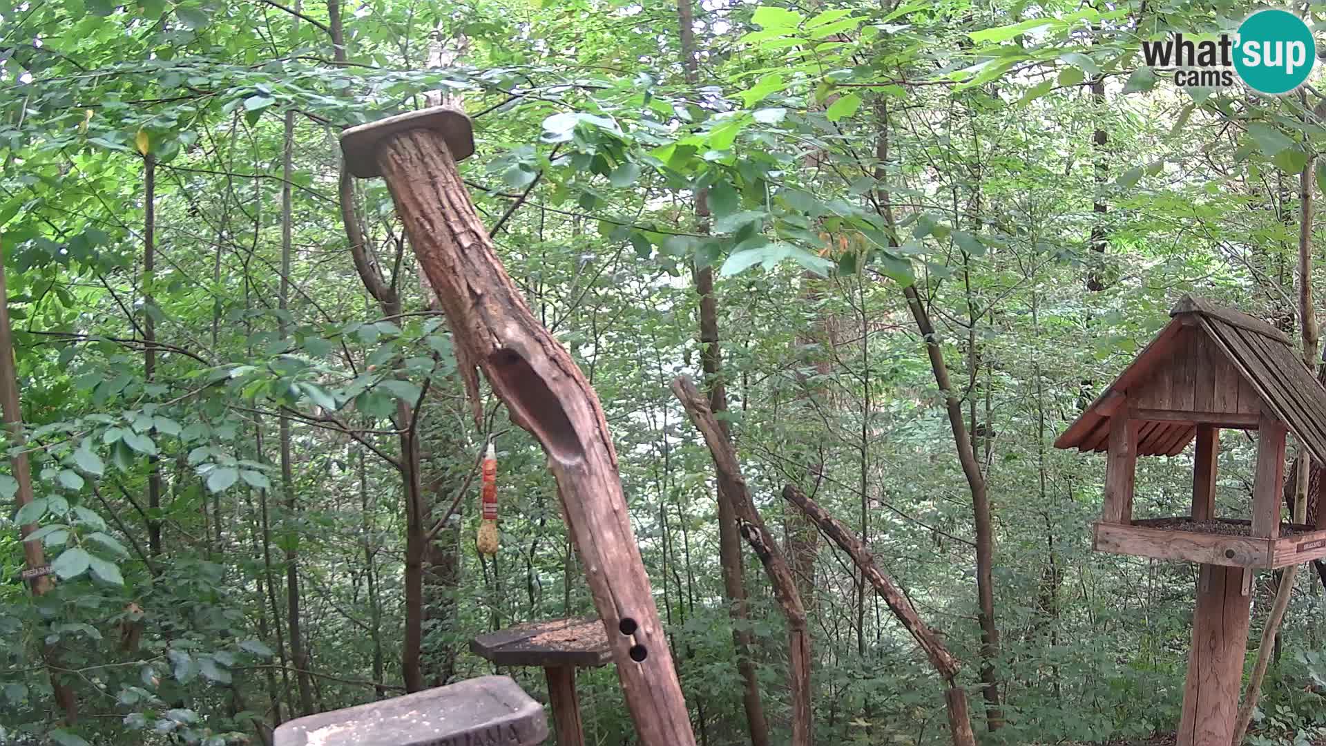 Bird feeders at ZOO Ljubljana webcam